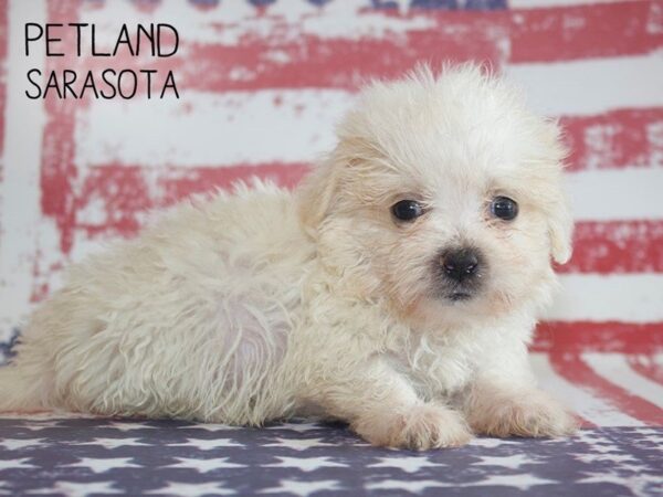 Daisy Dog-DOG-Male-BROWN WHITE-25055-Dream Tails Sarasota, Florida