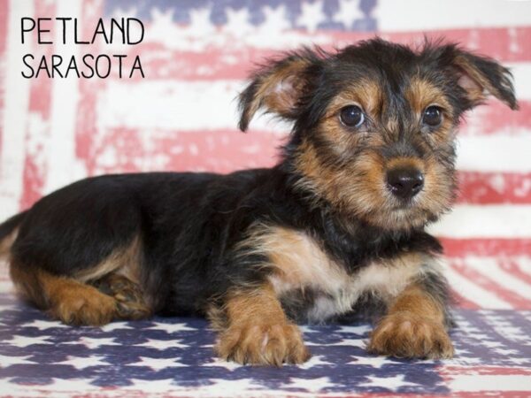 Yochon-DOG-Female-BLK TAN-25054-Dream Tails Sarasota, Florida