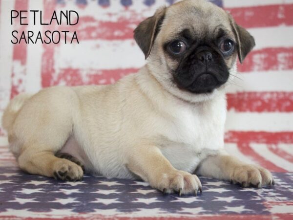 Pug-DOG-Female-fawn-25053-Dream Tails Sarasota, Florida