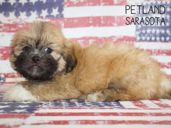 Lhasa Apso-DOG-Male-BROWN WHITE-25052-Dream Tails Sarasota, Florida