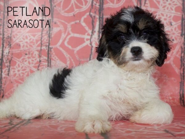 Cavachon-DOG-Female-TRI-25051-Dream Tails Sarasota, Florida