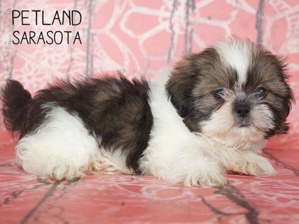 Shih Tzu-DOG-Male-BROWN WHITE-25050-Dream Tails Sarasota, Florida