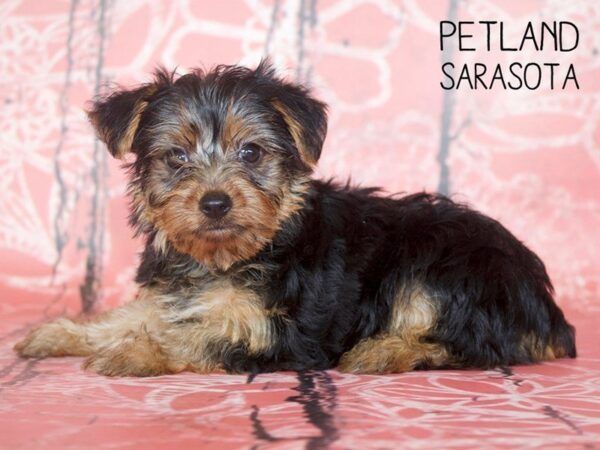 Yorkshire Terrier-DOG-Female-BLK TAN-25049-Dream Tails Sarasota, Florida
