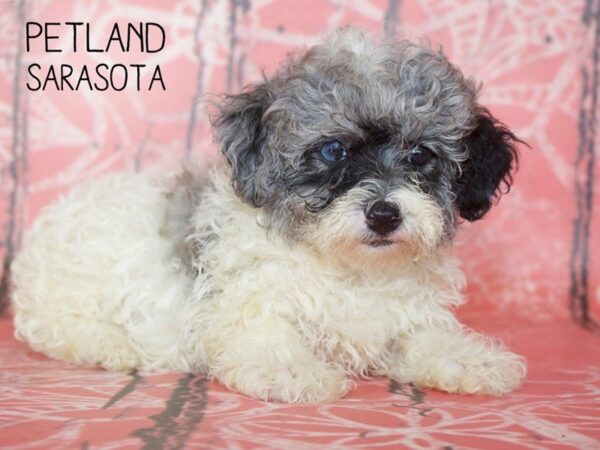 Bichonpoo-DOG-Female-BLUE MERLE-25048-Dream Tails Sarasota, Florida