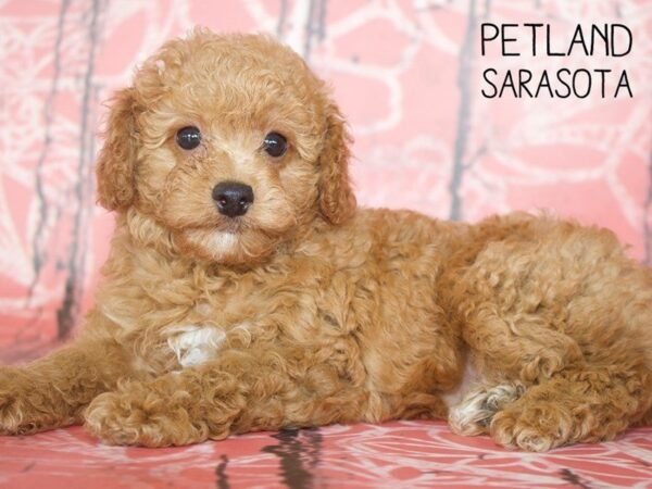 Bichonpoo-DOG-Female-RED-25047-Dream Tails Sarasota, Florida