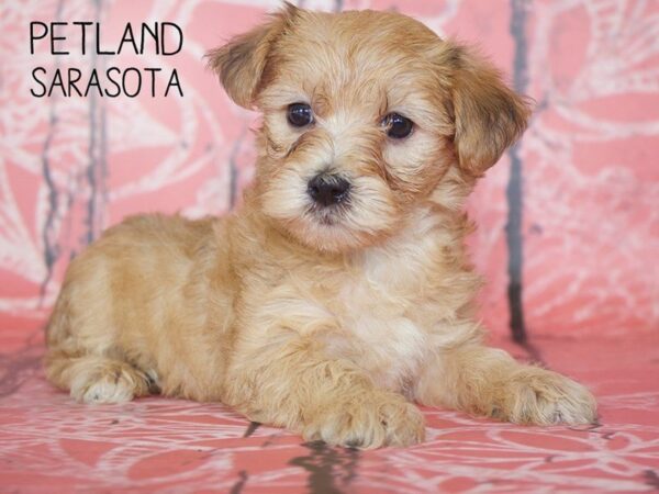 Morkie-DOG-Male-CHOC BEIGE-25046-Dream Tails Sarasota, Florida