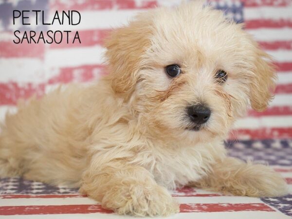 Morkie Maltese-DOG-Male-PARTI-25045-Dream Tails Sarasota, Florida