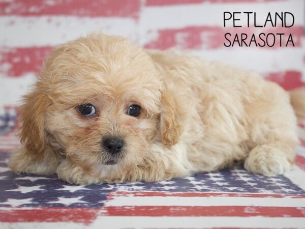 Daisy Dog-DOG-Male-APRICOT-25044-Dream Tails Sarasota, Florida