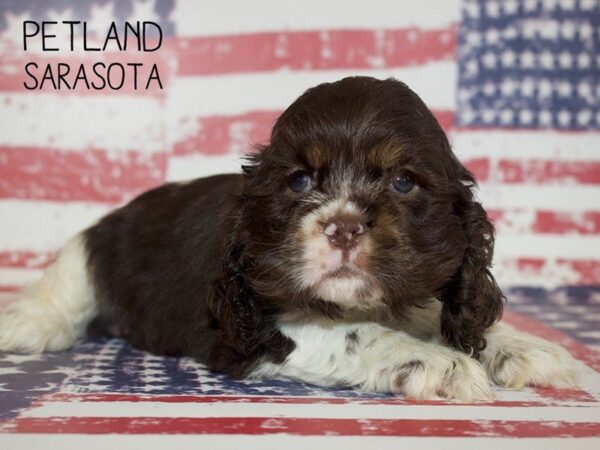 Cocker Spaniel-DOG-Male-CHOC WHITE PARTI-25043-Dream Tails Sarasota, Florida