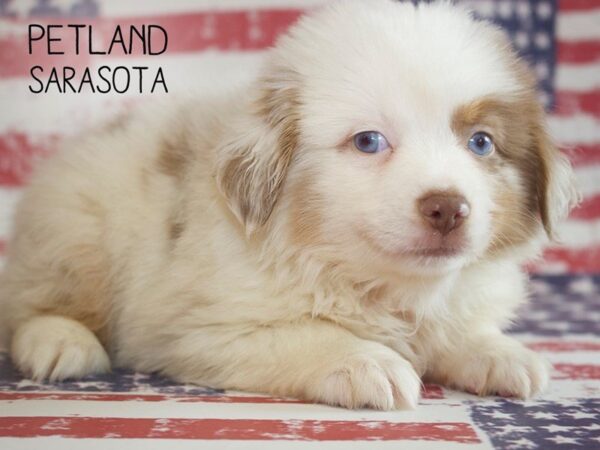 Miniature Australian Shepherd-DOG-Male-RED MERLE-25042-Dream Tails Sarasota, Florida