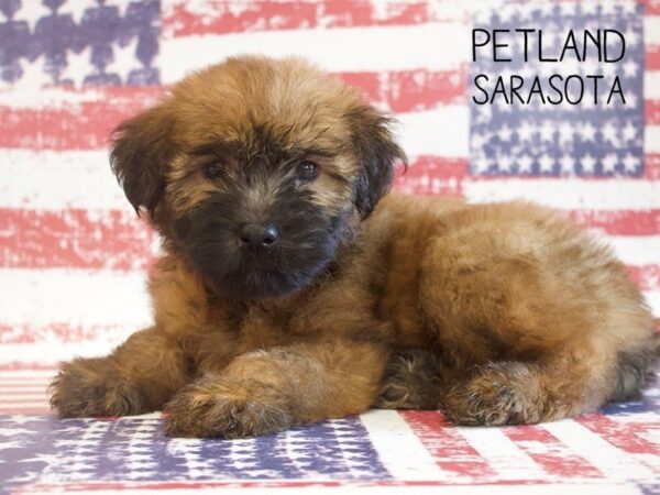 Soft Coated Wheaten Terrier-DOG-Male-Wheaton-25041-Dream Tails Sarasota, Florida