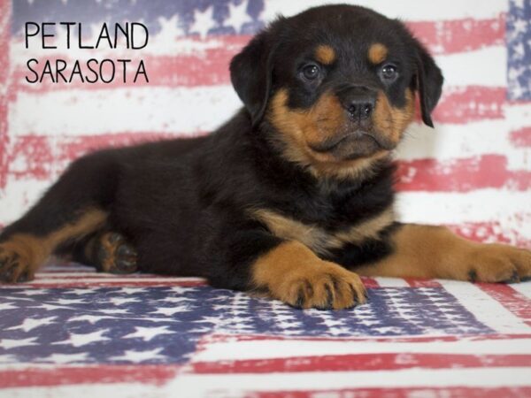 Rottweiler-DOG-Male-Black and Tan-25040-Dream Tails Sarasota, Florida