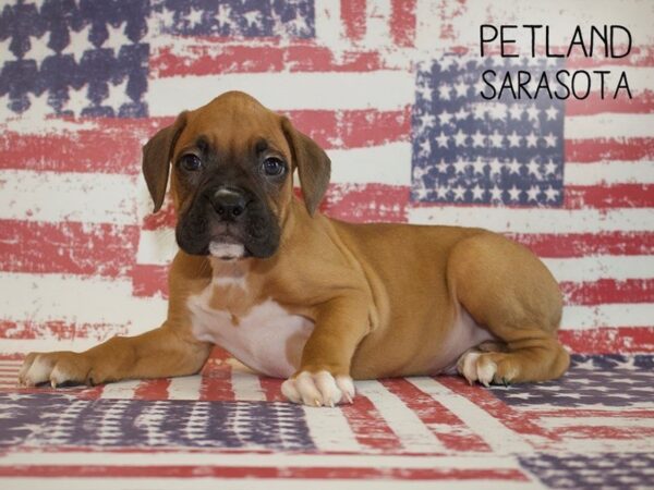 Boxer-DOG-Male-Fawn-25039-Dream Tails Sarasota, Florida