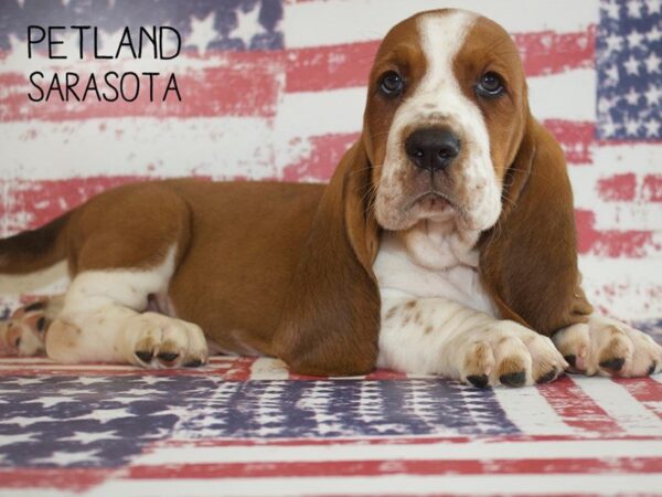 Basset Hound-DOG-Male-Red-25038-Dream Tails Sarasota, Florida