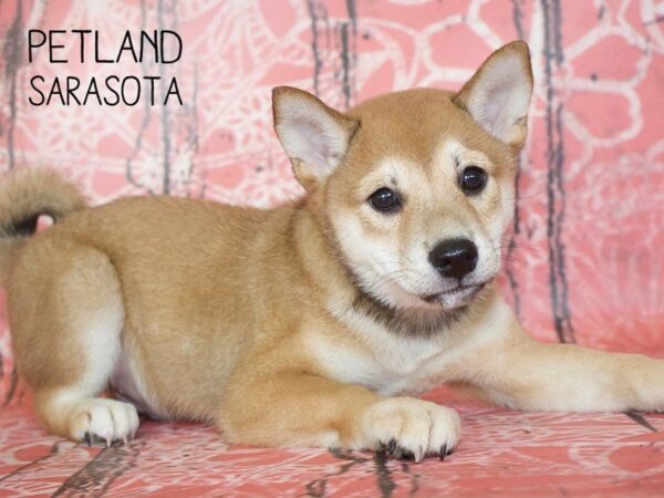 Shiba Inu-DOG-Male-red-25037-Dream Tails Sarasota, Florida