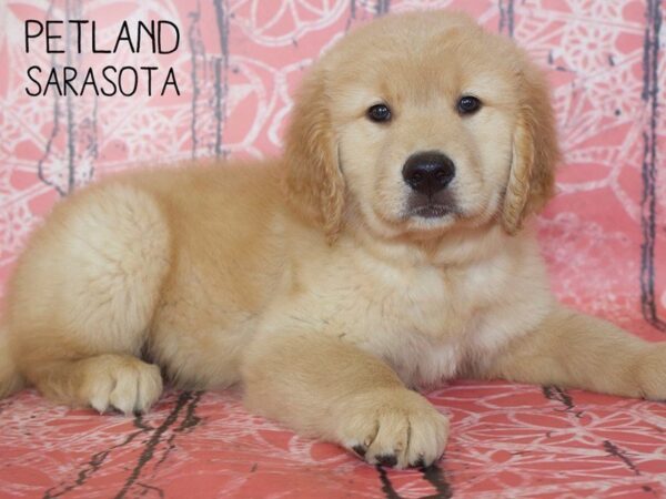 Golden Retriever-DOG-Male-Golden-25036-Dream Tails Sarasota, Florida