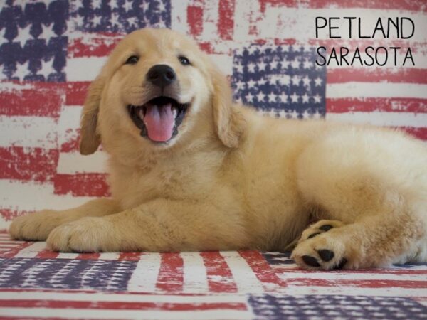 Golden Retriever-DOG-Male-Golden-25035-Dream Tails Sarasota, Florida