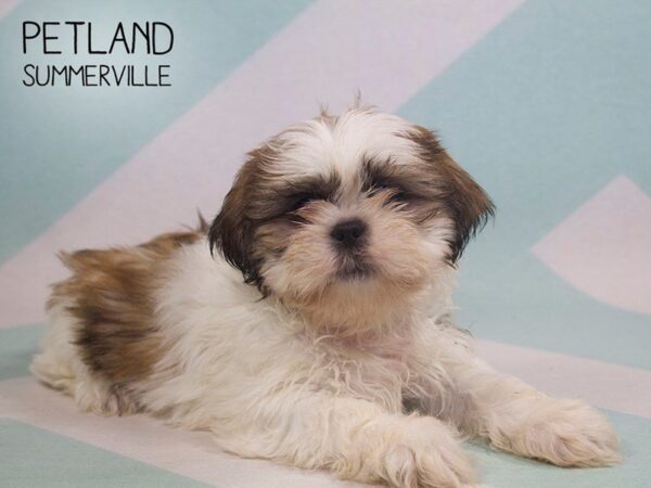 Shih Tzu-DOG-Male-BROWN WHITE-25221-Dream Tails Sarasota, Florida