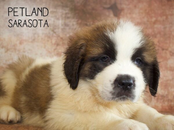 Saint Bernard-DOG-Male-Sable White-25075-Dream Tails Sarasota, Florida