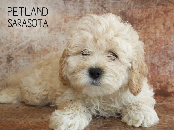 Cockapoo 2nd Generation-DOG-Female-RED-25074-Dream Tails Sarasota, Florida