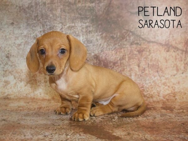 Dachshund-DOG-Female-RED-25073-Dream Tails Sarasota, Florida