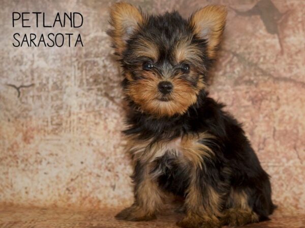 Yorkshire Terrier-DOG-Female-BLK TAN-25072-Dream Tails Sarasota, Florida