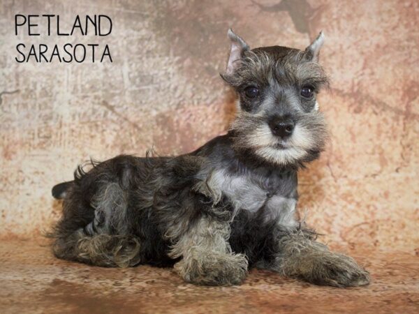 Miniature Schnauzer-DOG-Male-SALT PEPPER-25071-Dream Tails Sarasota, Florida