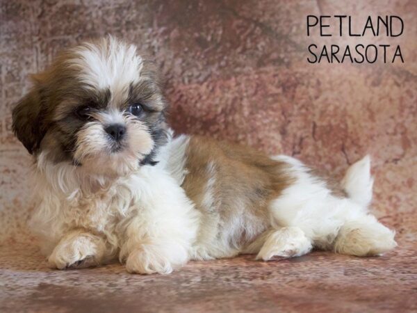 Shih Tzu-DOG-Male-BROWN WHITE-25070-Dream Tails Sarasota, Florida