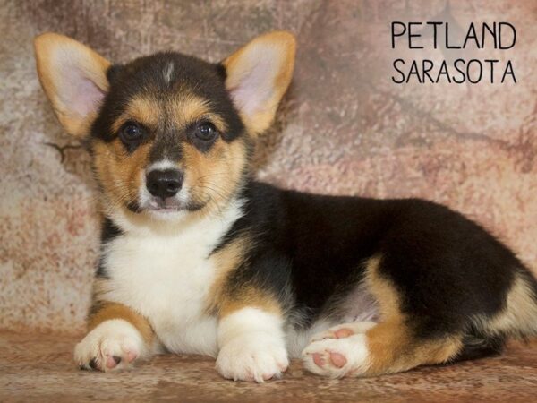 Pembroke Welsh Corgi-DOG-Male-SABLE-25069-Dream Tails Sarasota, Florida