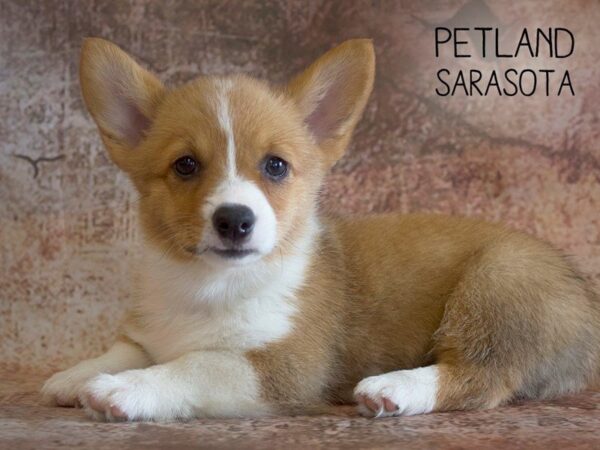 Pembroke Welsh Corgi-DOG-Female-SABLE-25068-Dream Tails Sarasota, Florida