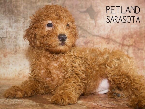 Miniature Poodle-DOG-Male-RED-25067-Dream Tails Sarasota, Florida