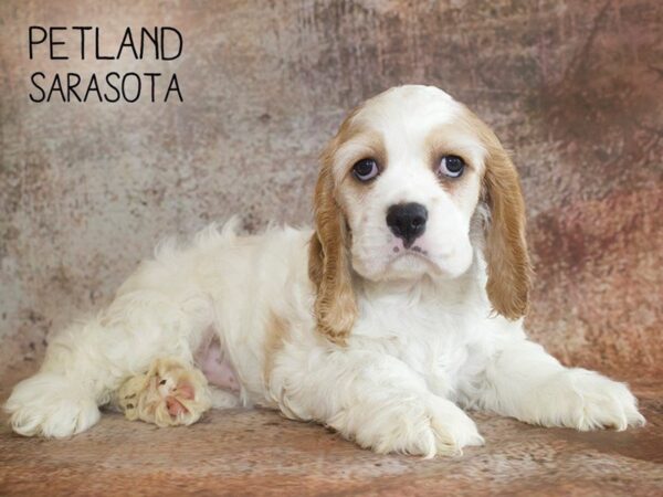 Cocker Spaniel-DOG-Female-BUFF WHITE-25066-Dream Tails Sarasota, Florida