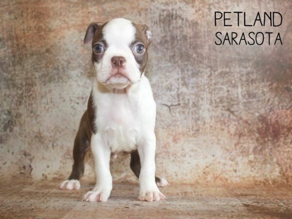 Boston Terrier-DOG-Male-RED WHT-25065-Dream Tails Sarasota, Florida