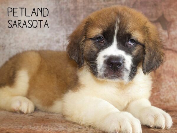 Saint Bernard-DOG-Male-Sable White-25064-Dream Tails Sarasota, Florida