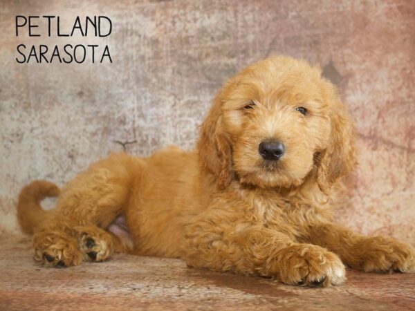 Goldendoodle-DOG-Male-Dark Red-25063-Dream Tails Sarasota, Florida