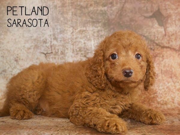 F2 MINI GOLDENDOODLE-DOG-Male-Red-25062-Dream Tails Sarasota, Florida