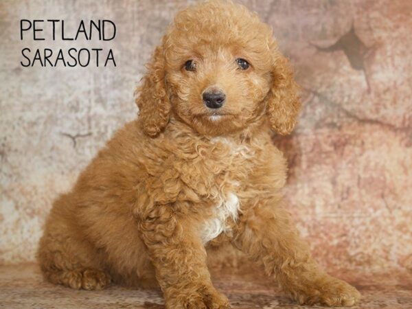 F2 MINI GOLDENDOODLE-DOG-Female-Red-25061-Dream Tails Sarasota, Florida