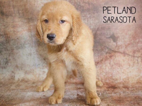 Golden Retriever-DOG-Male-Golden-25060-Dream Tails Sarasota, Florida