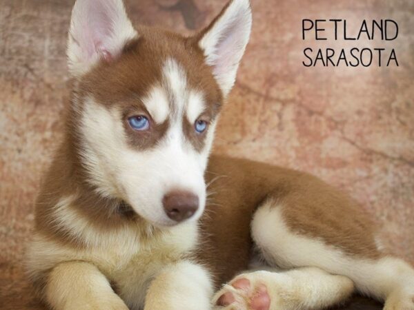 Siberian Husky-DOG-Female-Red & White-25058-Dream Tails Sarasota, Florida