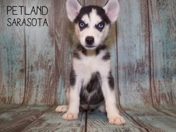 Siberian Husky-DOG-Female-Black & White-25092-Dream Tails Sarasota, Florida