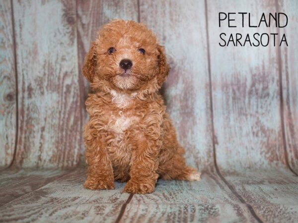 Malshih-DOG-Male-RED-25091-Dream Tails Sarasota, Florida