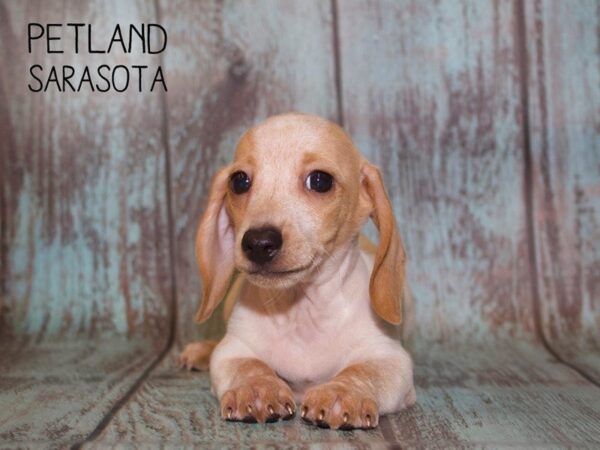 Dachshund-DOG-Male-RED-25090-Dream Tails Sarasota, Florida