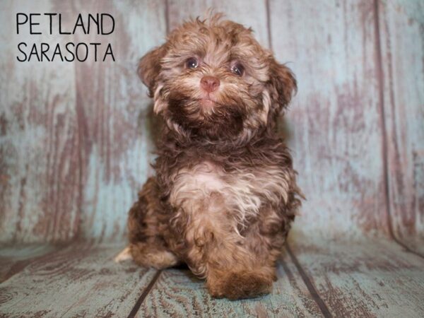 Havanese-DOG-Male-BROWN WHITE-25089-Dream Tails Sarasota, Florida