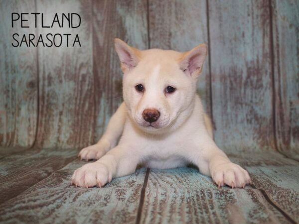 Shiba Inu-DOG-Male-CREAM-25088-Dream Tails Sarasota, Florida