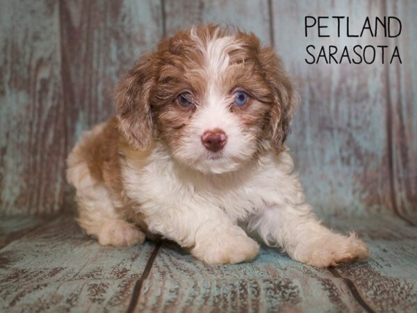 Shihpoo-DOG-Male-Choc Merle Party-25087-Dream Tails Sarasota, Florida
