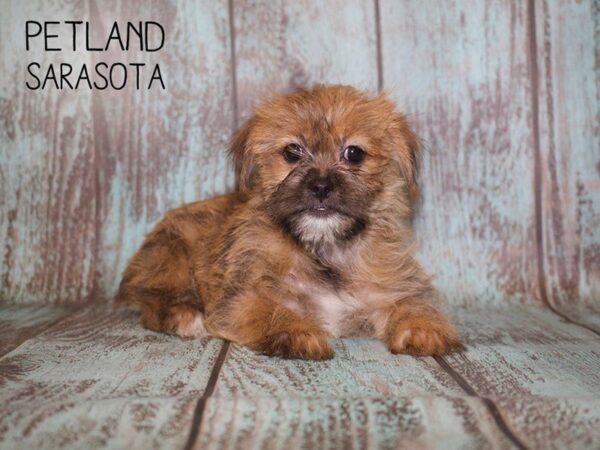 Shorkie-DOG-Female-BEIGE-25086-Dream Tails Sarasota, Florida