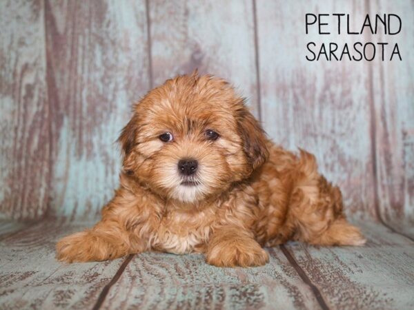 Shorkie-DOG-Female-BEIGE-25085-Dream Tails Sarasota, Florida