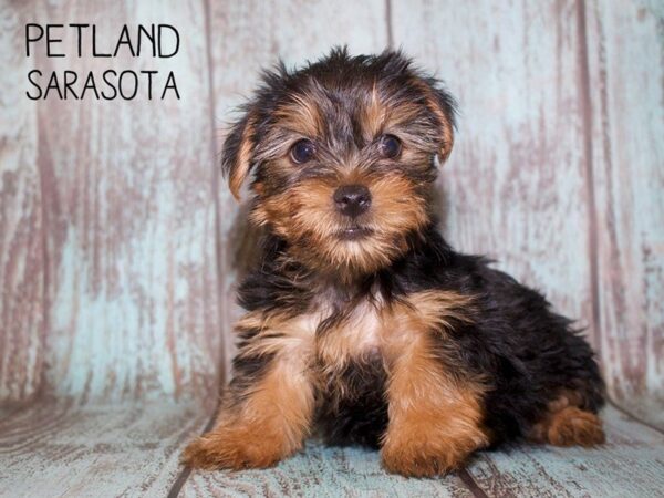 Yorkshire Terrier-DOG-Male-black tan-25083-Dream Tails Sarasota, Florida