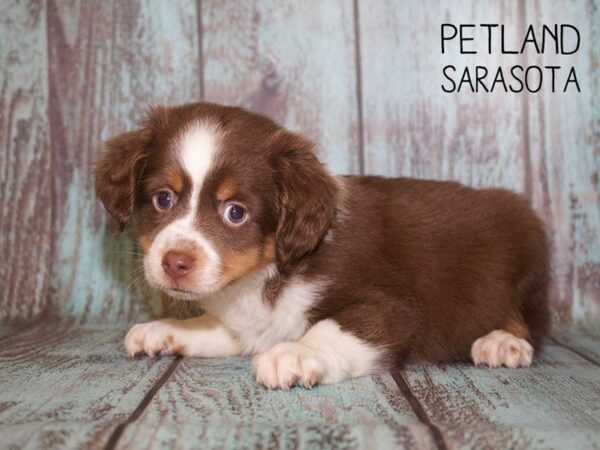 Miniature Australian Shepherd-DOG-Male-Red tri-25082-Dream Tails Sarasota, Florida