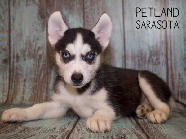Siberian Husky-DOG-Male-Black & White-25081-Dream Tails Sarasota, Florida